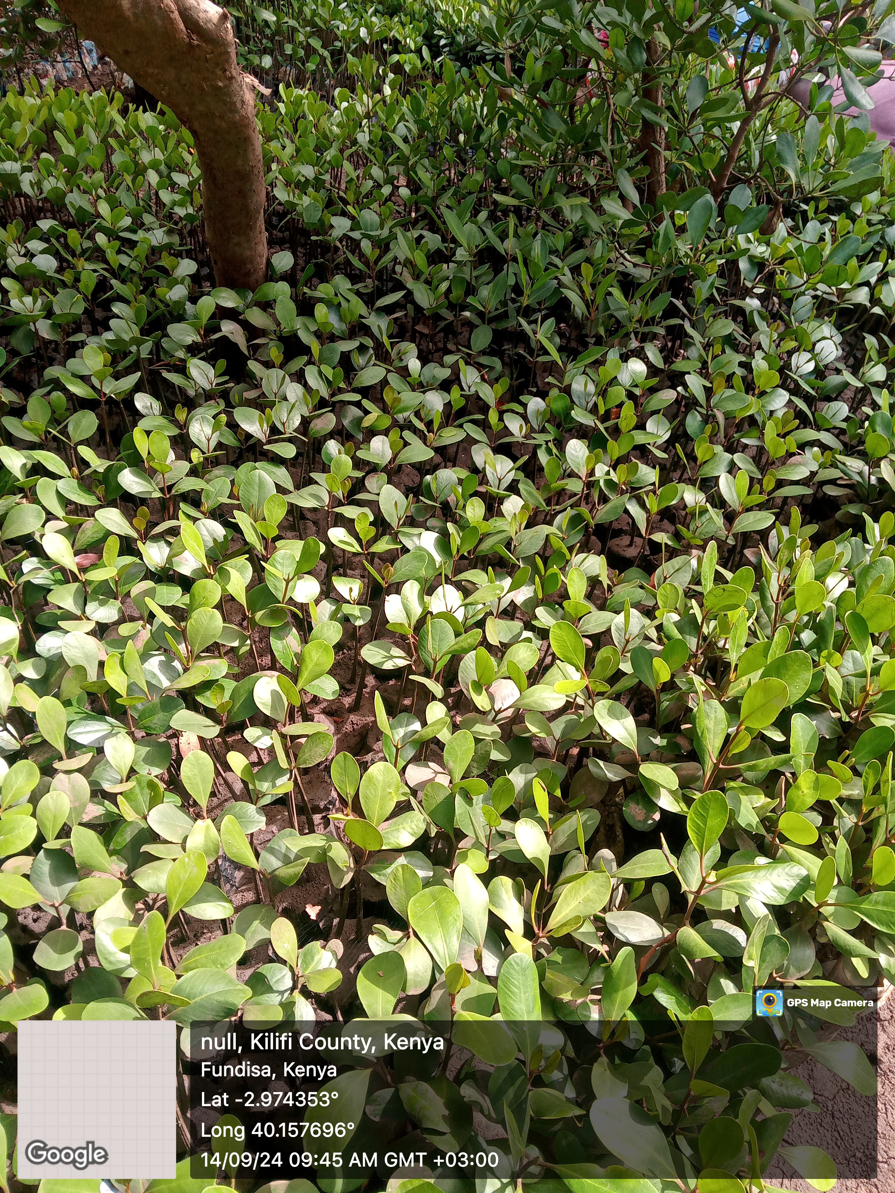 Mangrove Nursery